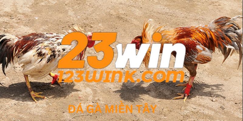 Đá gà miền tây tham gia cá cược tại 23win